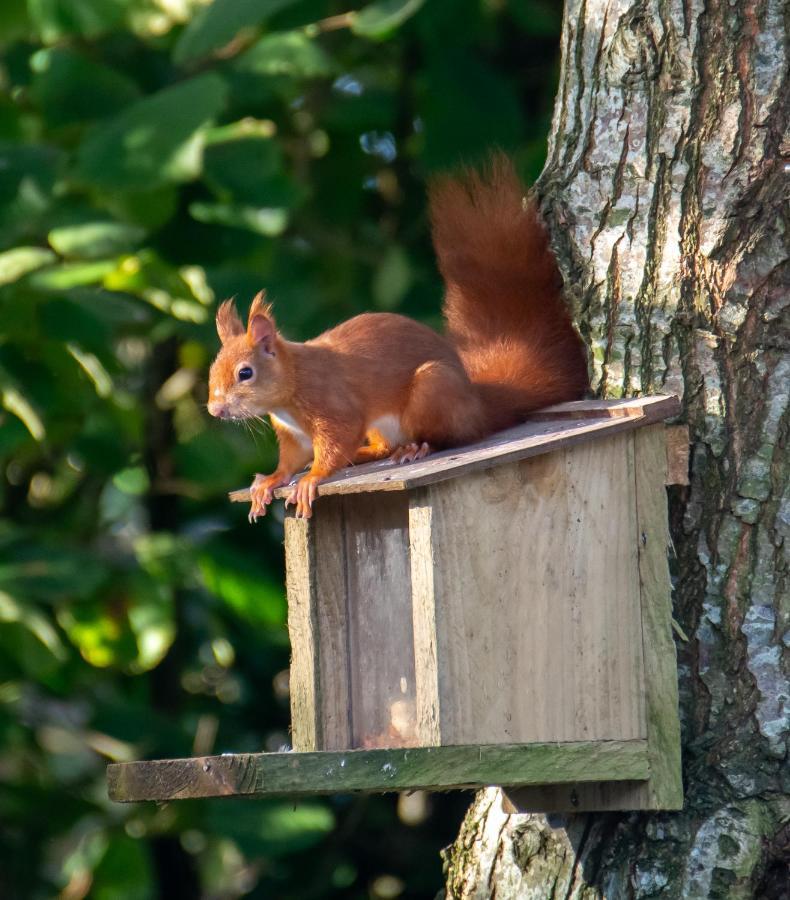 Red Squirrel Holiday Home In The Countryside, 10 Mins To Lligwy Beach Llandyfrydog Exterior photo